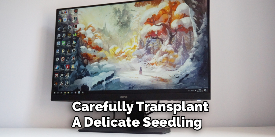  Carefully Transplant
A Delicate Seedling 