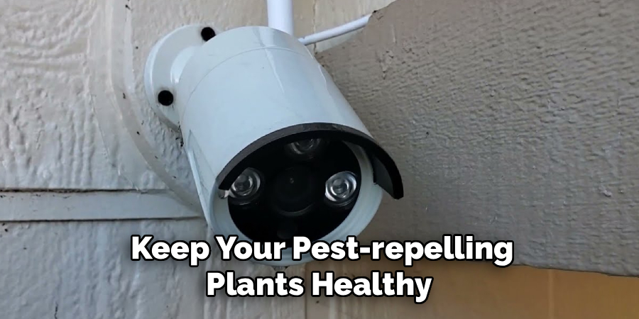 Keep Your Pest-repelling
Plants Healthy 