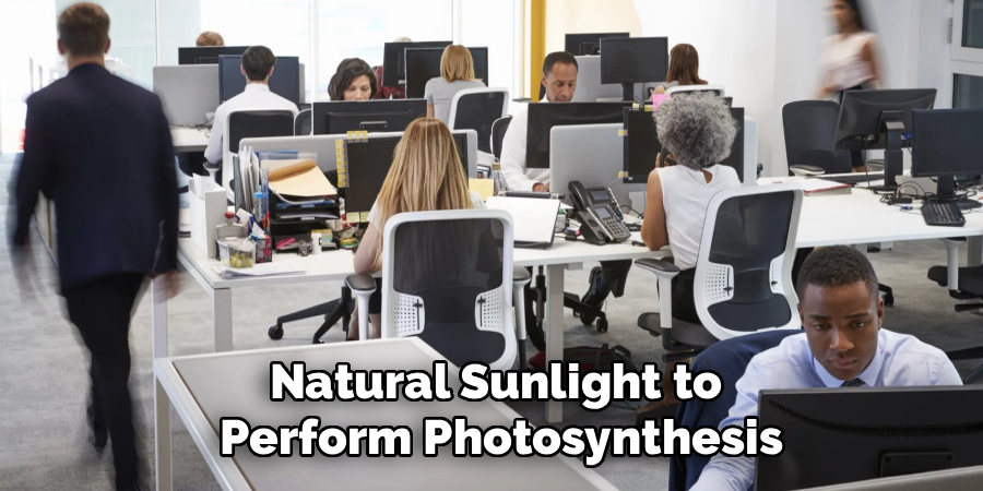 Natural Sunlight to
 Perform Photosynthesis