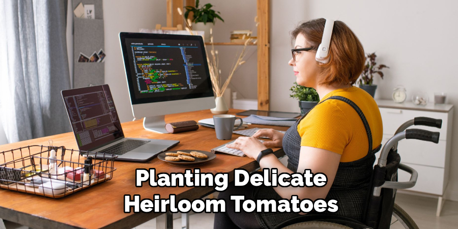 Planting Delicate
Heirloom Tomatoes