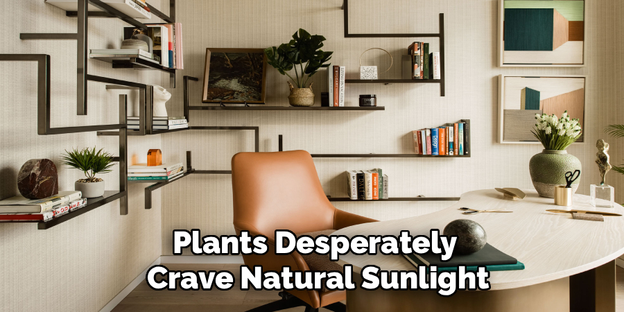 Plants Desperately
 Crave Natural Sunlight