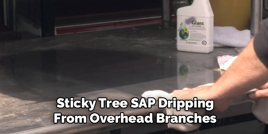 Sticky Tree SAP Dripping
From Overhead Branches