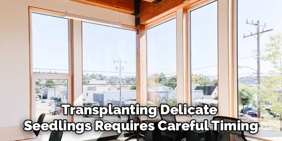 Transplanting Delicate 
Seedlings Requires Careful Timing